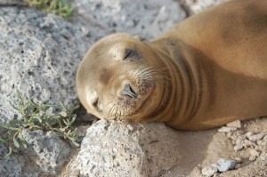 blissful young sea lion