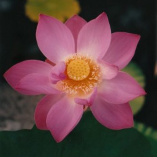 Lotus